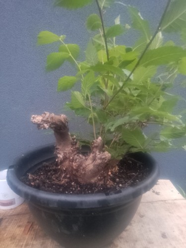 Elm bonsai tree - bonsai,
