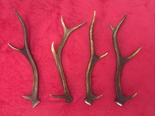 Pieces red deer antlers - red,