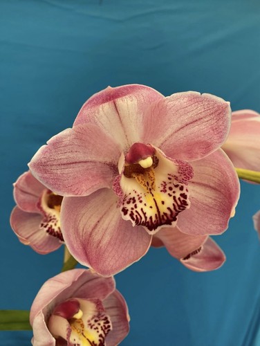 Cymbidium greek goddess - cymbidium,
