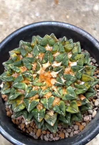 8cm live house plant - 5.8cm,