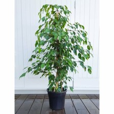 Weeping Fig (Ficus Benjamina) 50  Seeds