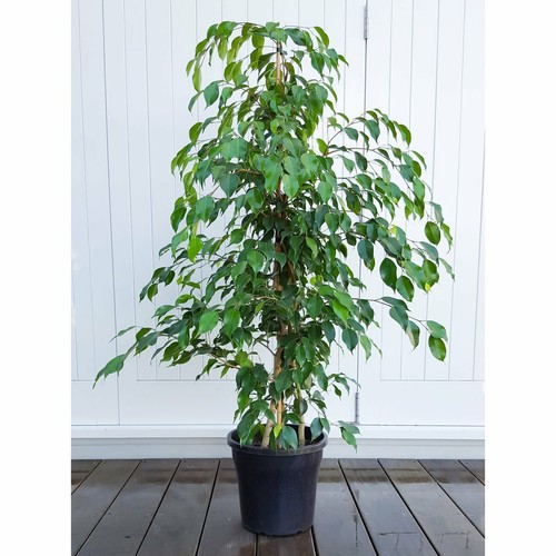 Weeping fig - (ficus, benjamina)