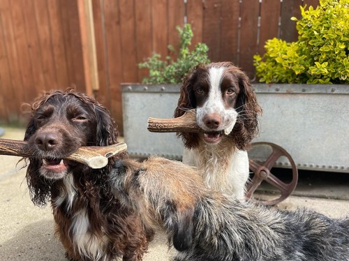 Red deer antler dog - red,