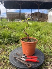 Bonsai Starter Birch Tree