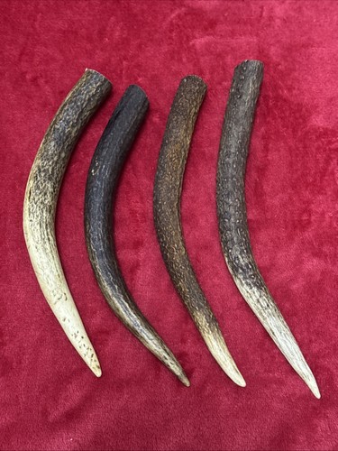 Pieces deer antlers 266g - 4, of