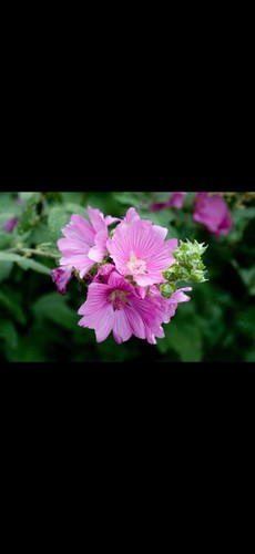 Lavatera mallow plants - mallow, –