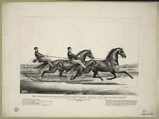 Harness Racing,Horse