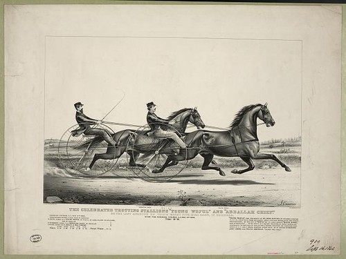 Harness racing horse - harness, racing,horse