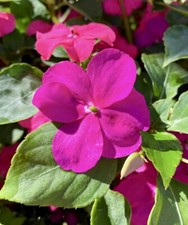 Pink Impatiens Walleriana, Busy Lizzie, Balsam - 50 seeds 2024 - USA