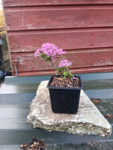 Daphne sericea collina - daphne, gardens