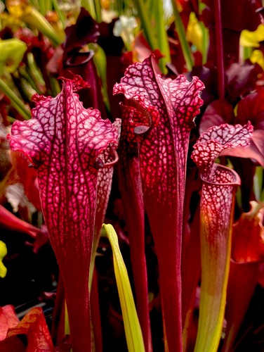 Sarracenia leucophylla - sarracenia, x