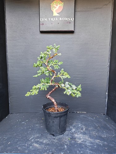 Juniper bonsai tree training - tree,