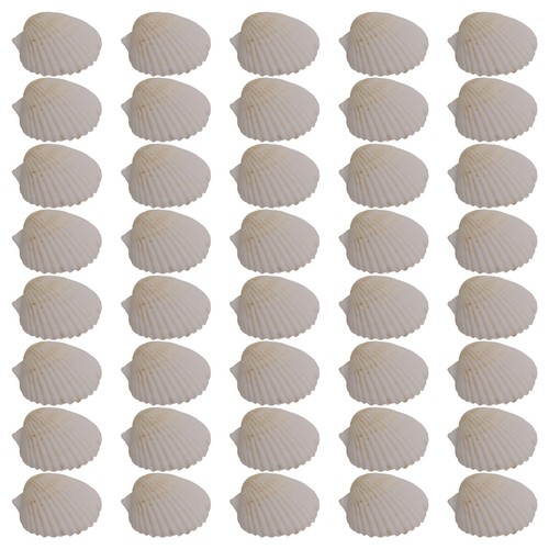 40pcs natural scallop - 40pcs,