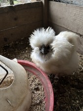 Ornamental Silkie Showgirl