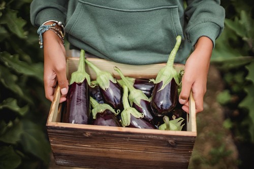 Aubergine plug - (egg,