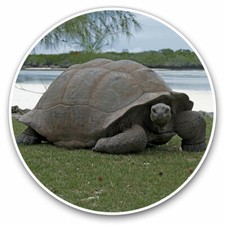 2 x Vinyl Stickers 20cm - Aldabra Giant Tortoise Cool Gift #12549