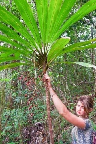 Seeds cordyline sp - seeds, of