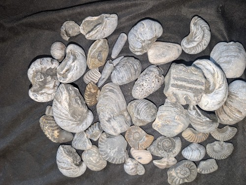 Large fossil lot ammonites - large,