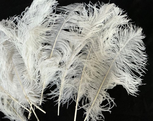 Ostrich feathers white - white, length