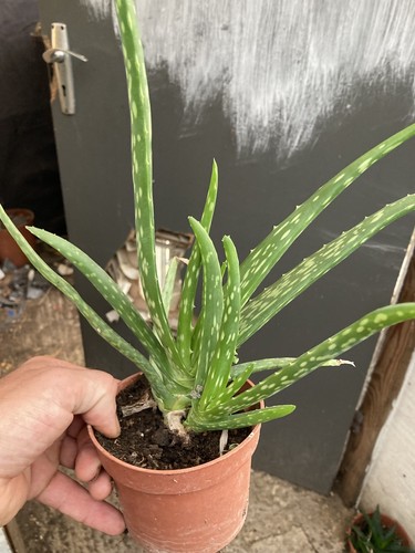 Aloe vera plant cm pot - vera,