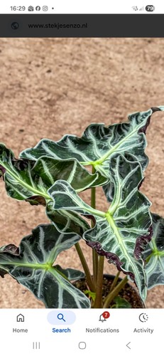 Alocasia loco well sprouted - well,