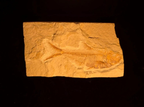 Knightia alta fossil fish - knightia,