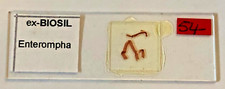 Ex-Biosil Microscope Specimen Slide #8 - "Enterompha"