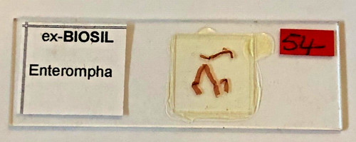 Biosil microscope specimen - microscope,