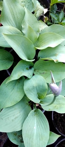 Hosta plantaginea august - 2x,