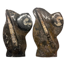Standing Orthoceras Ammonite