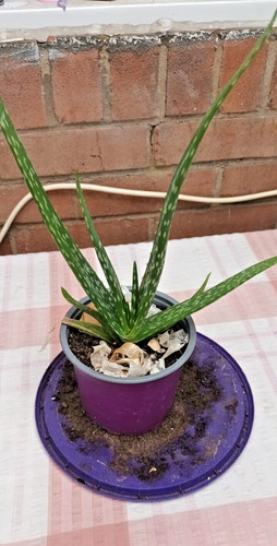 Aloe vera plant - indoor, 15-20cm