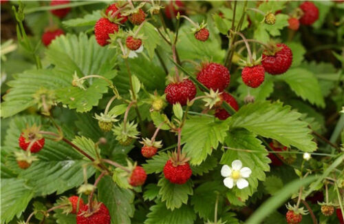 100 alpine strawberry - alpine, fragaria