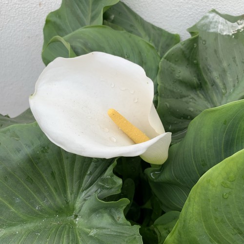 Small zantedeschia aethiopica - small,