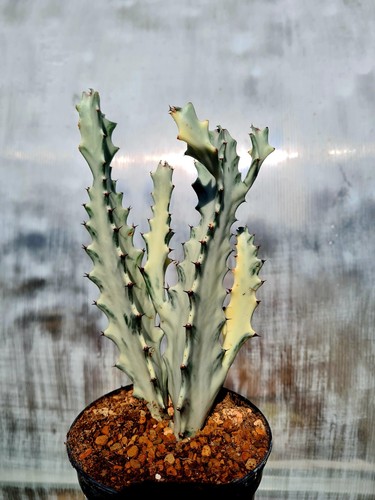 Euphorbia lactea white ghost - euphorbia,