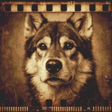 Northern Inuit Puppy Dog