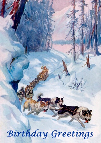 Siberian husky dog birthday - dog,