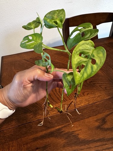 Monstera swiss cheese - cheese, plant