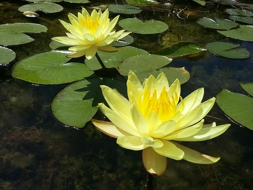 Yellow live deep - yellow,