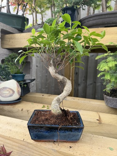 Ficus bonsai tree - ficus,