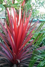 00386A Cordyline Australis Red 3 Seeds Palm Grass Ornamental Grass
