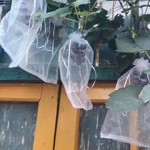 100pcs mesh grapes fruit grow - mesh,