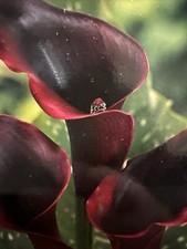 Black Zantedeschia - SCWARZWALDER- Perennial Calla Lily Plant BULB SIZE 12/14
