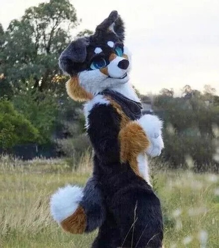 Black brown long fur husky - black,