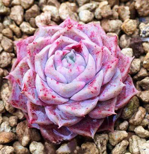 Echeveria hyalina seeds x10 - echeveria,