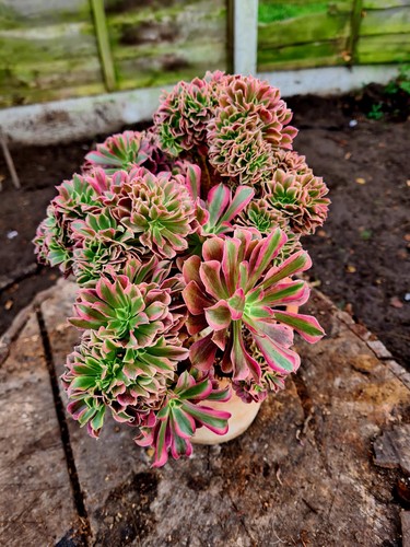 Aeonium medusa stem - aeonium, |
