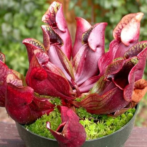 Sarracenia purpurea ssp - sarracenia,