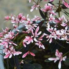 Euphorbia plug plants shades