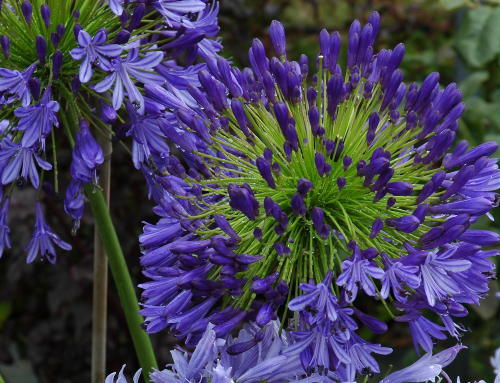 Agapanthus regal beauty deep - agapanthus,