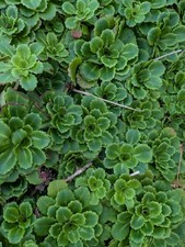 5 X Saxifraga X urbium London