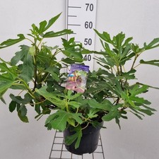 Little Miss Figgy Fig Tree 5L Pot Fruiting Size Hardy Compact Patio Plant